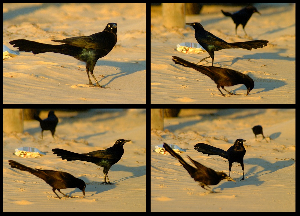 (36) crows montage.jpg   (1000x720)   265 Kb                                    Click to display next picture